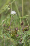 Illinois bundleflower